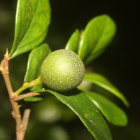 Ficus diversiformis Miq.